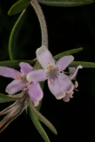 Westringia longifolia RCP4-2012 82.JPG